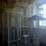 Cages-Carmel-3-150x150.jpg