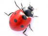 ladybug-coccinelle-240x180.jpg