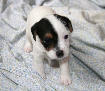 chiens-Jack-Russell-Terrier-94d90f87-3ae5-ab14-05be-5e3e299f1bbf.jpg