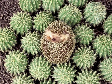 the_hedgehog.jpg
