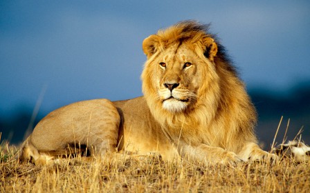the_lion.jpg