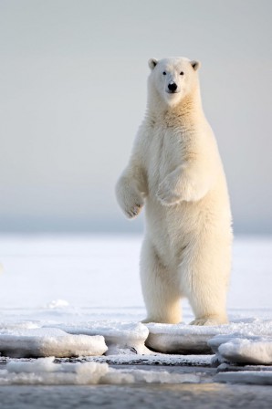  the polar bear.