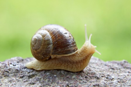 the_snail.jpg