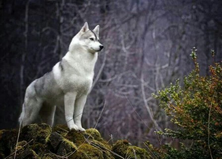 the_wolf.jpg