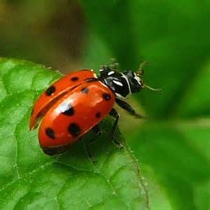 the_ladybug.jpg