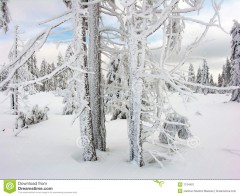 l-hiver-blanc-7134401.jpg